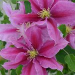 Clematis Vicki (Evipo114)  #1