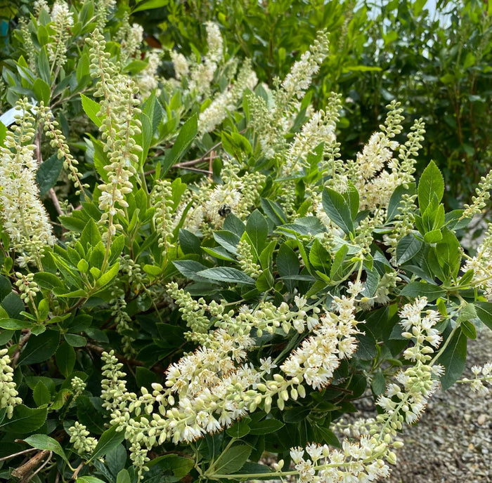 Clethra a Hummingbird #3