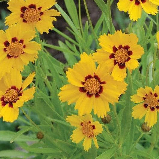 Coreopsis Baby Sun #1