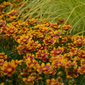 Coreopsis Daybreak 1 qt