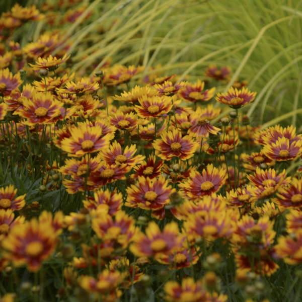 Coreopsis Daybreak #1
