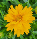 Coreopsis Double the Sun 1 qt