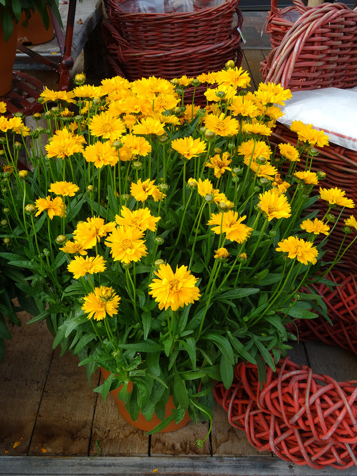 Coreopsis Early Sunrise #1