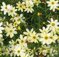 Coreopsis Moonbeam #1