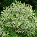 Cornus alba Elegantissima #3