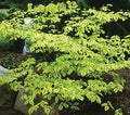 Cornus alt Golden Shadows #5