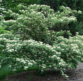 Cornus alternifolia 6'