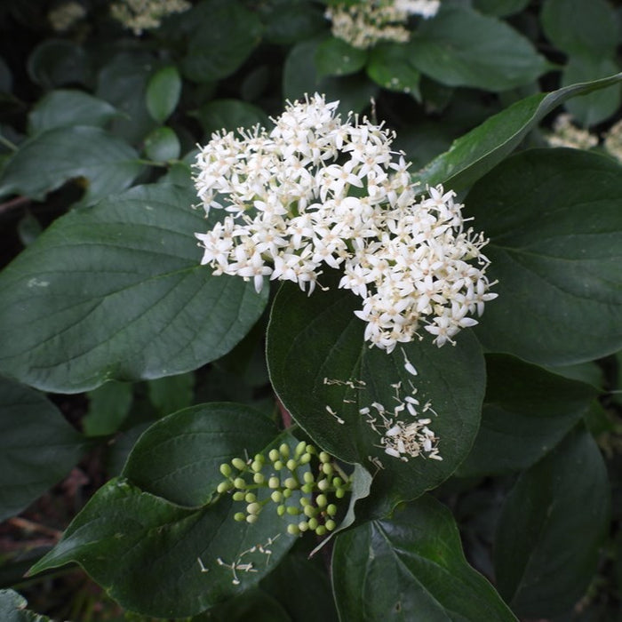 Cornus drummondii #3