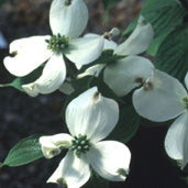 Cornus f Appalachian Spring 6'