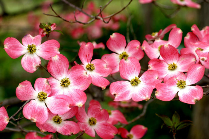 Cornus f Cherokee Brave #7