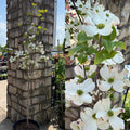 Cornus f Cloud Nine 1.5"