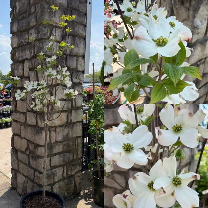 Cornus f Cloud Nine 1.5"