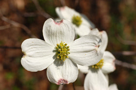 Cornus florida #3