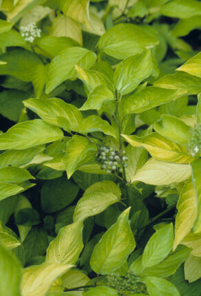 Cornus h Garden Glow #2