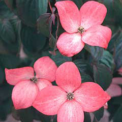 Cornus k Heart Throb #7