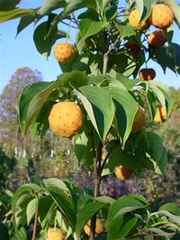 Cornus k Mandarin Jewel #5
