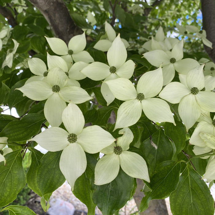 Cornus k Milky Way BF 7'
