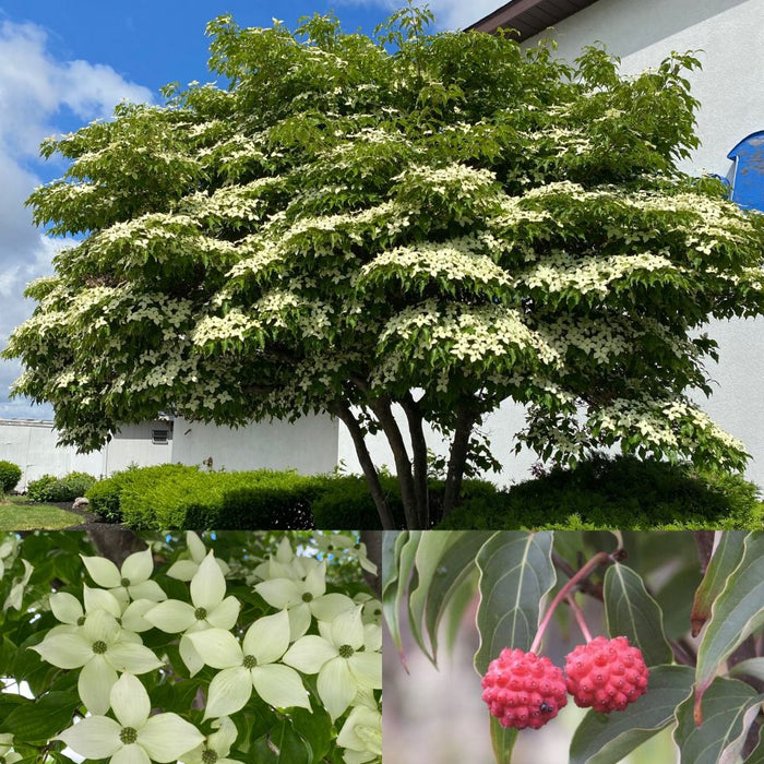Cornus k Milky Way TF 6'