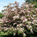 Cornus k Satomi #10