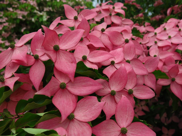 Cornus k Scarlet Fire #7
