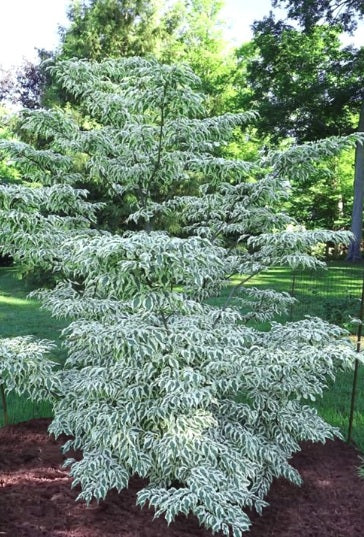 Cornus k Summer Fun #10