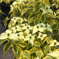 Cornus k Summer Gold #10