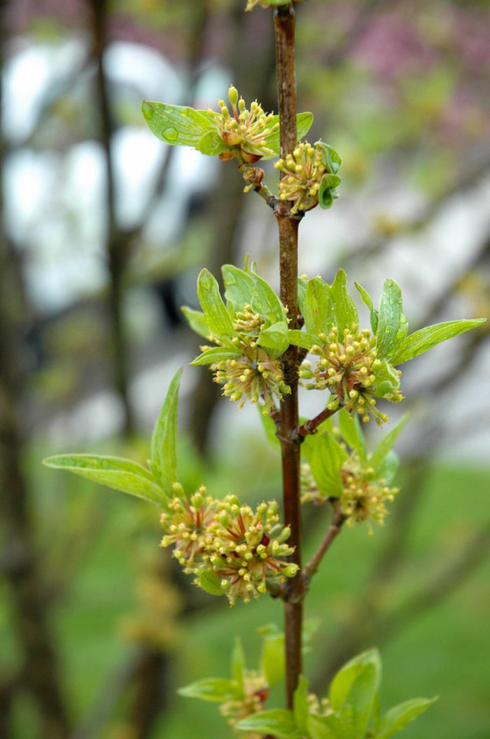 Cornus mas Golden Glory #5