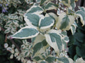 Cornus mas Variegata TF 4' (C)