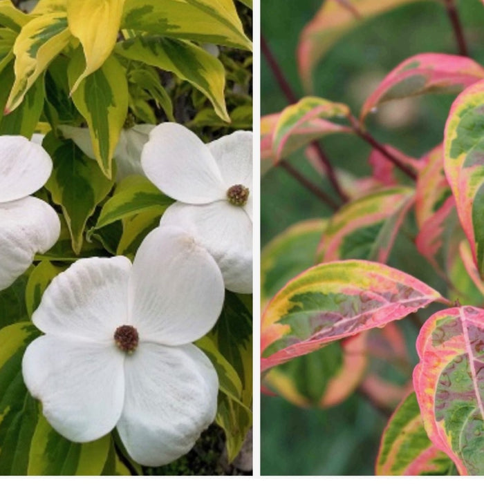 Cornus x Celestial Shadow #7
