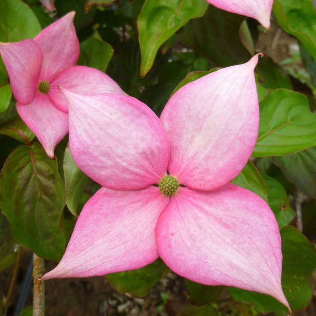 Cornus x Rosy Teacups #6