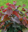 Corylus am Purpleleaf Bailey Select #5