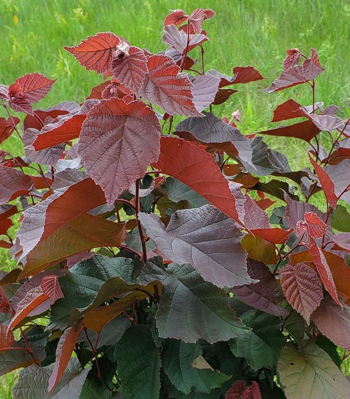Corylus am Purpleleaf Bailey Select #5