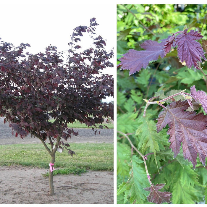 Corylus avel Burgundy Lace TF #10