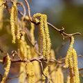 Corylus avel contorta BF #7