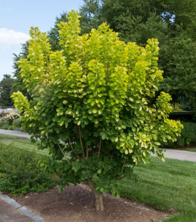 Cotinus c Golden Spirit #2