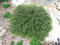 Cotoneaster ap Tom Thumb #2