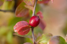 Cotoneaster Autumn Inferno #2
