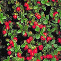 Cotoneaster d Coral Beauty #2