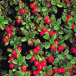 Cotoneaster d Coral Beauty #2