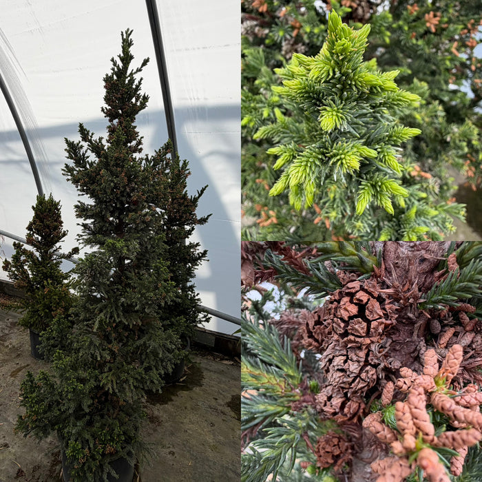 Cryptomeria j Black Dragon #10