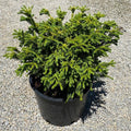 Cryptomeria j Dinger #6