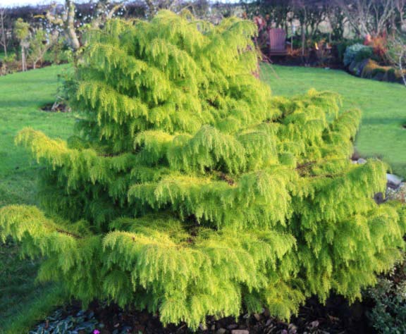 Cryptomeria j Elegans Aurea #3