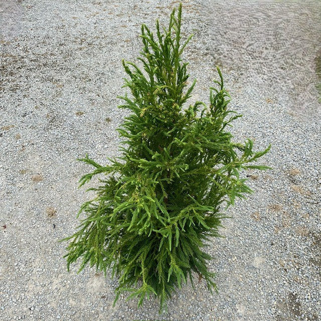 Cryptomeria j Yoshino #6