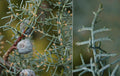 Cupressus glabra Blue Ice #15