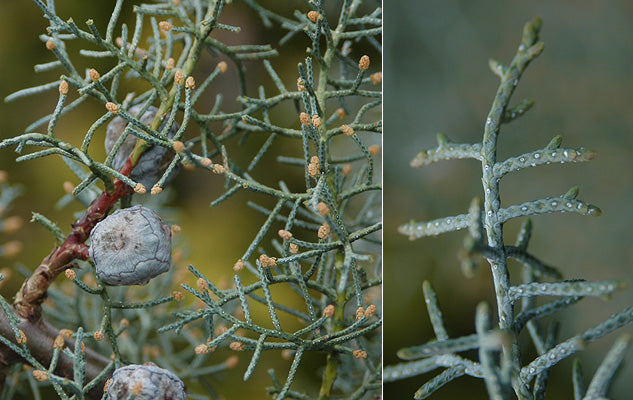 Cupressus glabra Blue Ice #15