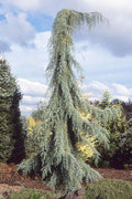 Cupressus glabra Raywood's Weeping #10