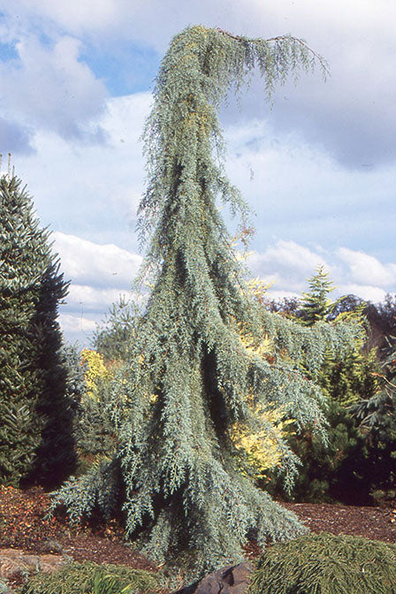 Cupressus glabra Raywood's Weeping #10