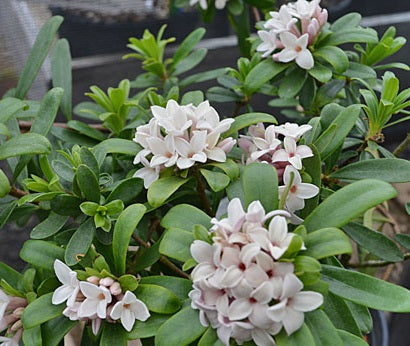 Daphne x Eternal Fragrance #2