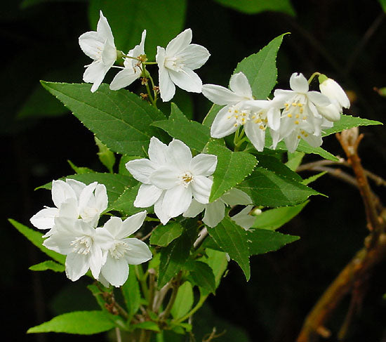 Deutzia gracilis #3