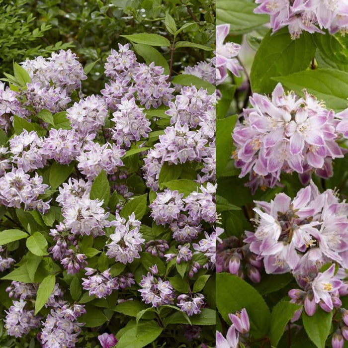 Deutzia x Raspberry Sundae #2